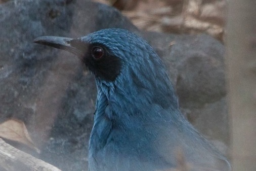 Blue Rocking Bird Blue Mockingbird