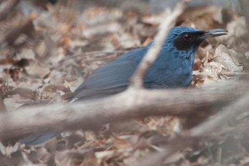Blue Rocking Bird Blue Mockingbird